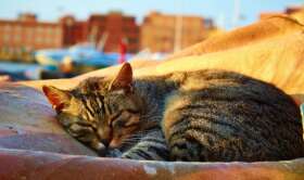 News Top 6 Reasons To Loft Your Bed (As Told By Cats) for College Students