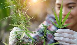Bladen Community College  Online Courses Cannabis Cultivation and Processing for Bladen Community College  Students in Dublin, NC