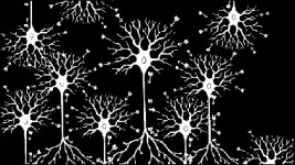 DU Online Courses Fundamentals of Neuroscience, Part 2: Neurons and Networks for University of Denver Students in Denver, CO