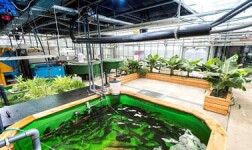 UCLA Online Courses Aquaponics – the circular food production system for UCLA Students in Los Angeles, CA