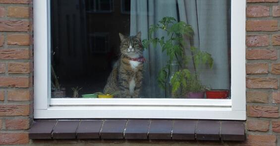 https://pixabay.com/en/cat-window-looking-sitting-1547112/